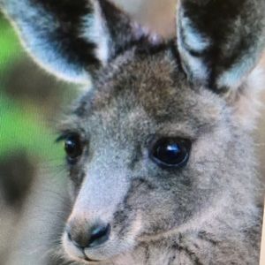 Meet your Posher, Jovan